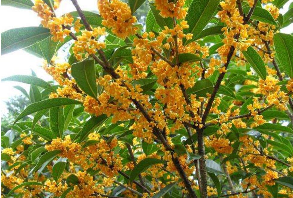 桂花树.jpg
